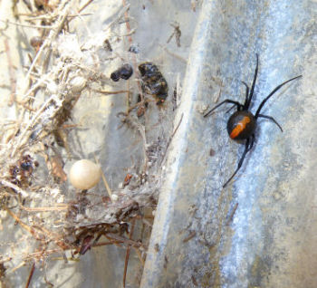 セアカゴケグモ,害虫,駆除,クモ対策