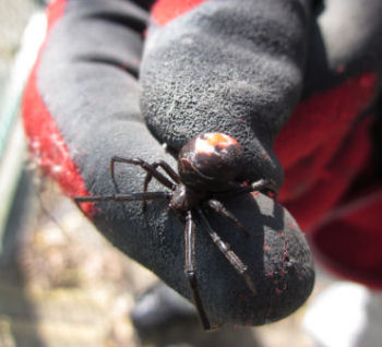 セアカゴケグモ,害虫,駆除,クモ対策