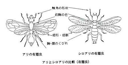 アリとシロアリの比較