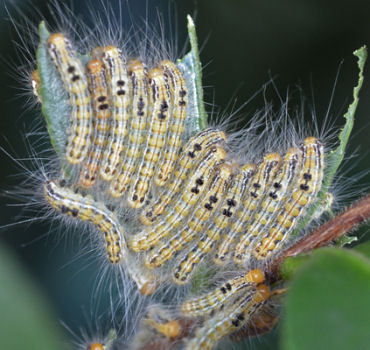 チャドクガ毒針毛固着剤　チャドクガの被害　［チャドクガ駆除，毛虫駆除，害虫駆除、対策、方法、防除］