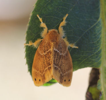 チャドクガ毒針毛固着剤　チャドクガの被害　［チャドクガ駆除，毛虫駆除，害虫駆除、対策、方法、防除］