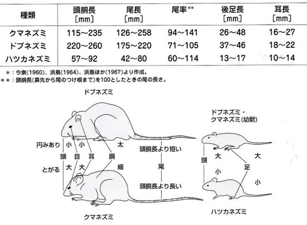 ねずみの見分け方