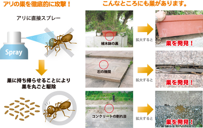 アリの巣はこんなところにあります！