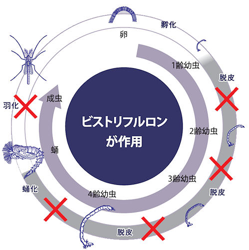 ビストリフルロン・卵・蛹・幼虫・脱皮阻害・羽化・キチン合成阻害剤