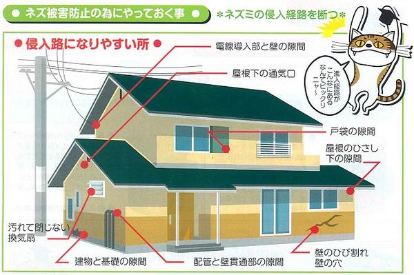 スーパーデスモア　お試しサイズ　ネズミ防止のためにやっておく事