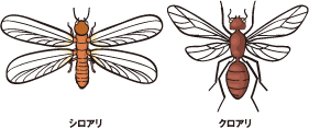 シロアリハンター　シロアリの見分け方　［シロアリ（白蟻・白アリ）、害虫駆除、退治、対策、方法、写真、家、巣（コロニー）、簡単］