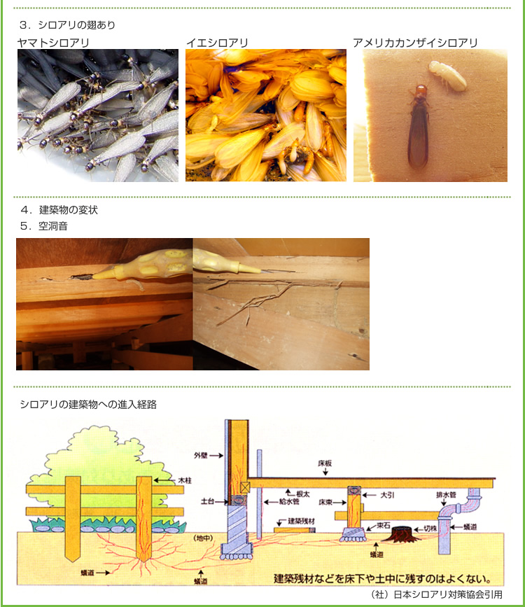 シロアリ被害の見つけ方