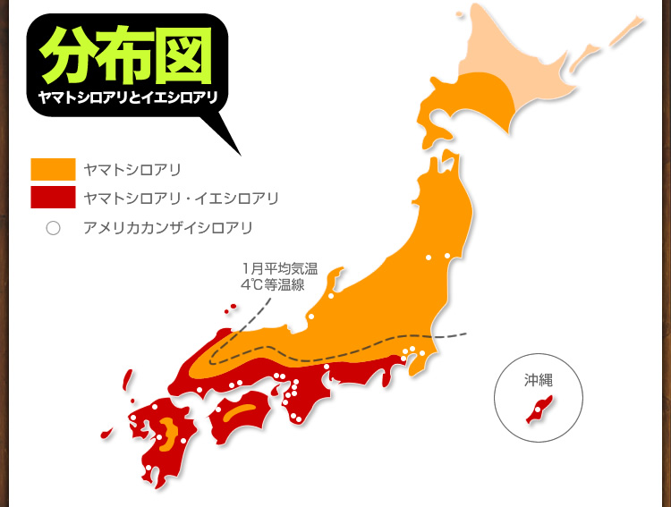 シロアリ分布