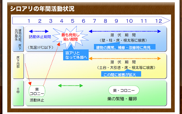 シロアリの年間活動状況