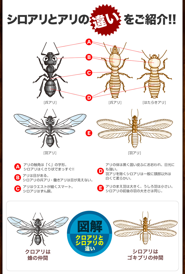 シロアリとアリの違い